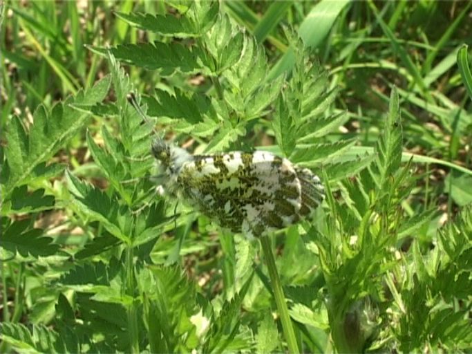 Aurorafalter ( Anthocharis cardamines ), Männchen, Flügelunterseite : Naturpark Schwalm-Nette, 06.05.2006